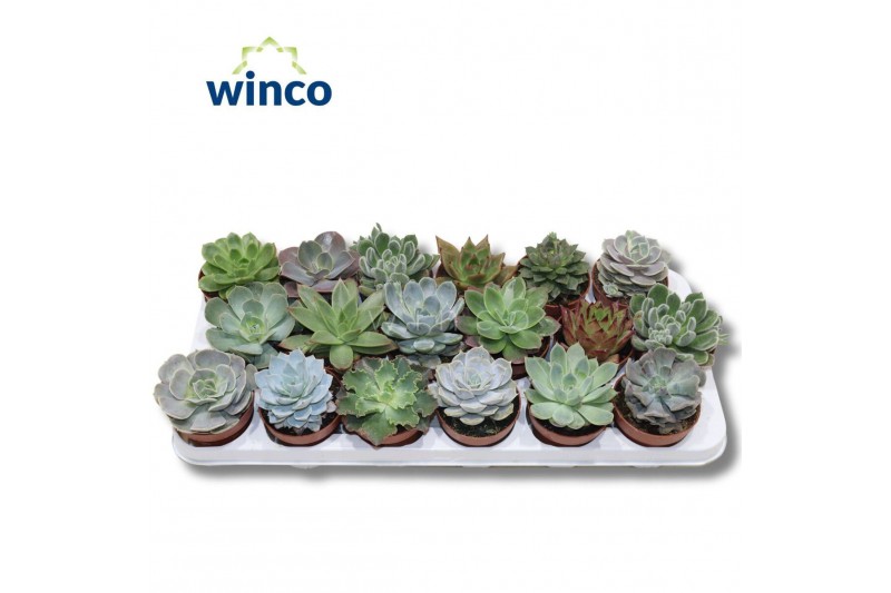 Echeveria mix Echeveria Mix (18 Spc.) 