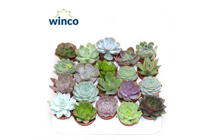 Echeveria mix Echeveria Mix (20spc.)1 pp 