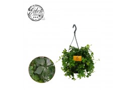 Parthenocissus Sugar Vine Parthenocissus Striatha 15cm HP