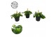 Sedum makinoi Tornado Sedum Tornado 5,5cm 3 pp 
