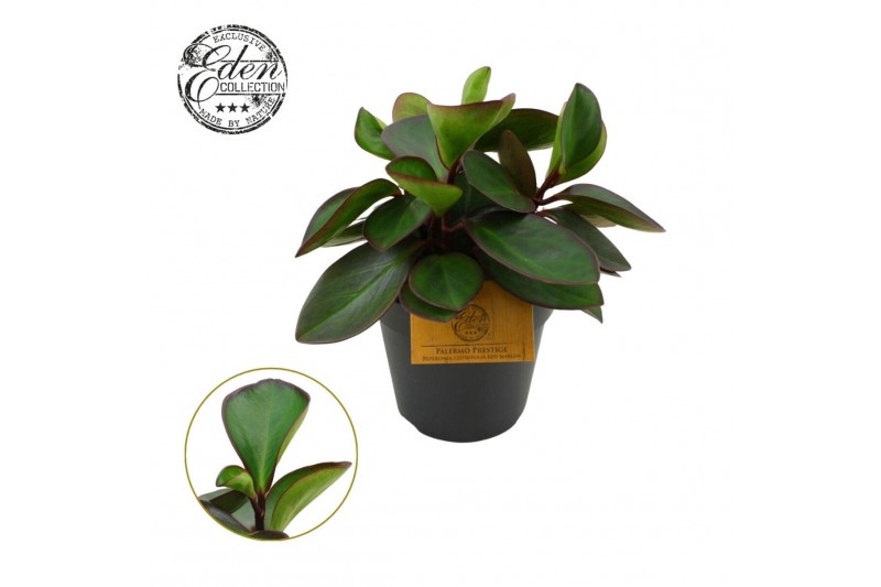 Peperomia clusiifolia red margin Peperomia Clussifolia Red Margin 15cm 