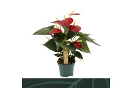 Anthurium andr. Aroha Anthurium Aroha 9cm3 bl.