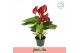 Anthurium andr. melodia Anthurium Melodia 6 bl. 