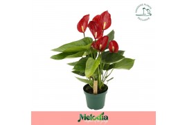 Anthurium andr. melodia Anthurium Melodia 6 bl.