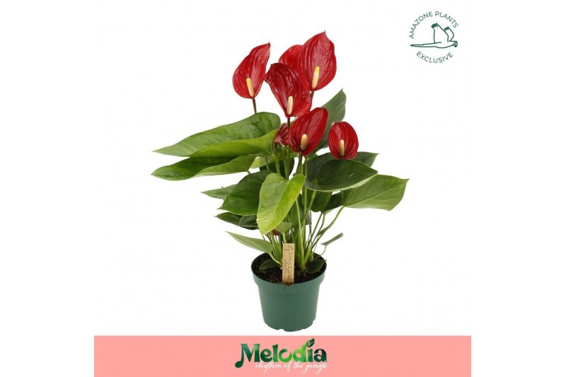 Anthurium andr. melodia Anthurium Melodia 6 bl. 
