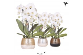 Phalaenopsis elegant cascade Kolibri Orchids Cascade Niagara Fall whit