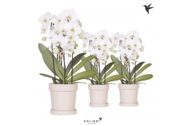 Phalaenopsis elegant cascade Kolibri Orchids Cascade Niagara fall 3spi