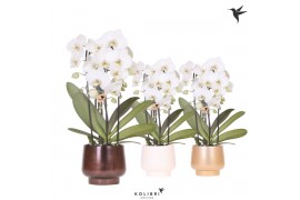 Phalaenopsis elegant cascade Kolibri Orchids Cascade Niagara fall 3 sp