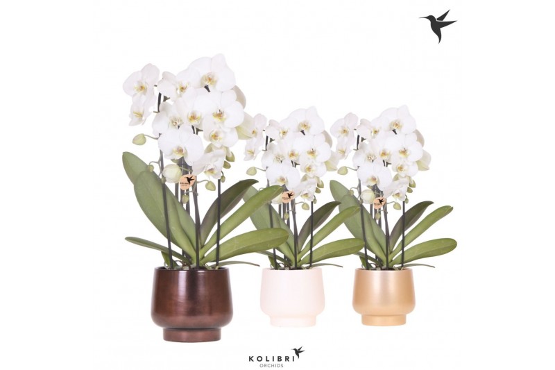 Phalaenopsis elegant cascade Kolibri Orchids Cascade Niagara fall 3 sp 