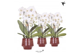 Phalaenopsis elegant cascade Kolibri Orchids Cascade Niagara Fall whit