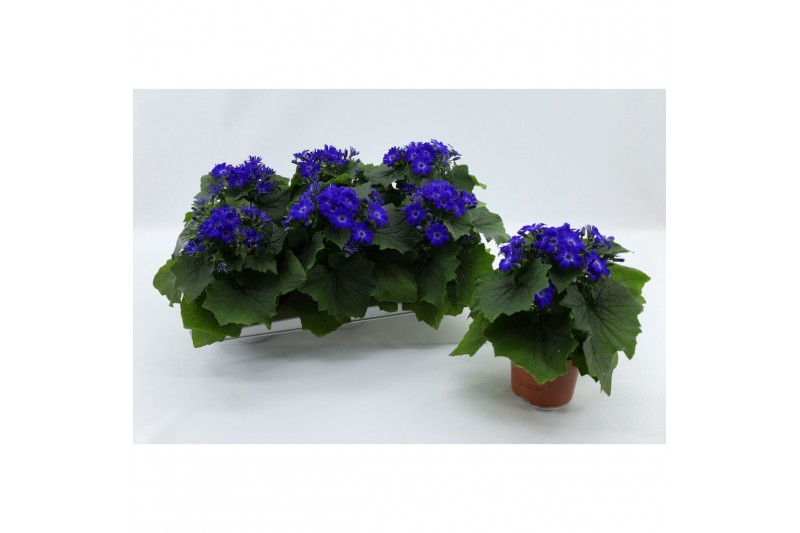 Senecio Mandala Blue Charm Pericallis Mandala Blue22 cm diameter 