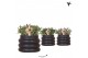 Rhipsalis mix Kolibri Greens Rhipsalis mix in Bubble pot black1 pp 