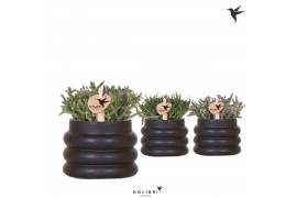 Rhipsalis mix Kolibri Greens Rhipsalis mix in Bubble pot black1 pp