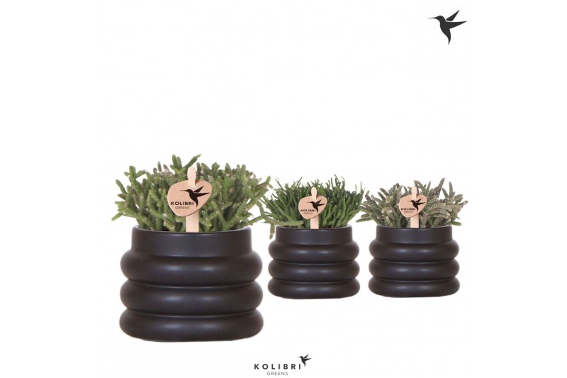 Rhipsalis mix Kolibri Greens Rhipsalis mix in Bubble pot black1 pp 