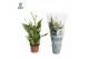 Spathiphyllum pearl cupido Air So Pure - Spathiphyllum Pearl Cupido 9c 