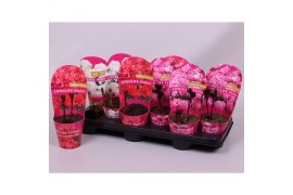 Paeonia mix Paeonia 11CM mix Longlife