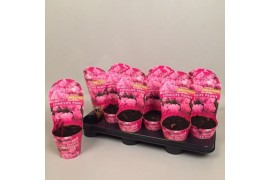 Paeonia Paeonia 11CM roze Longlife