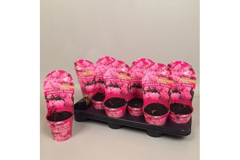Paeonia Paeonia 11CM roze Longlife 
