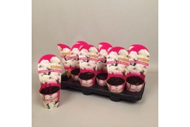 Paeonia Paeonia 11CM Wit Longlife