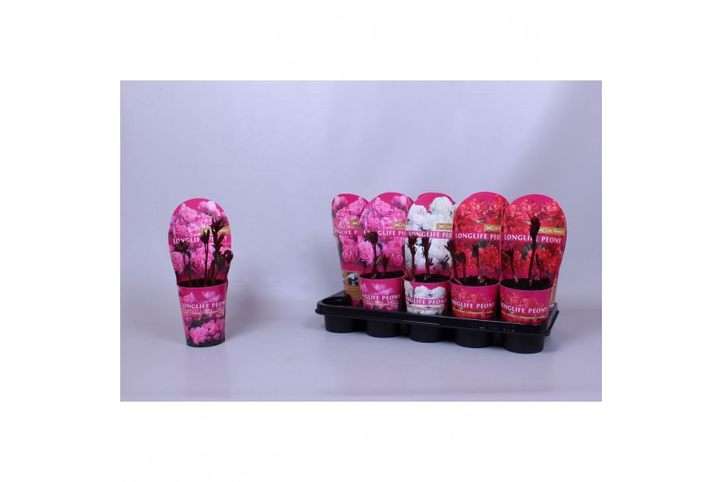 Paeonia mix Paeonia 12CM C1 Mix Longlife 