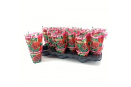 Paeonia Paeonia 11CM Rood Longlife