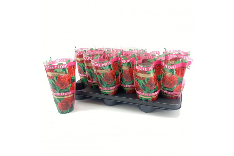 Paeonia Paeonia 11CM Rood Longlife 