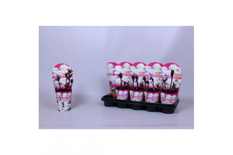 Paeonia Paeonia 12CM C1 Wit Longlife 