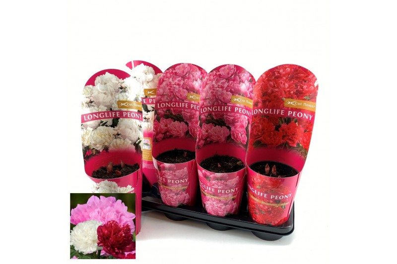 Paeonia mix Paeonia 14 CM C2 Mix Longlife 