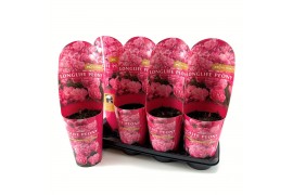 Paeonia Paeonia 14CM C2 Roze Longlife