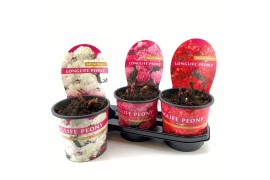 Paeonia mix Paeonia 19CM Mix Longlife
