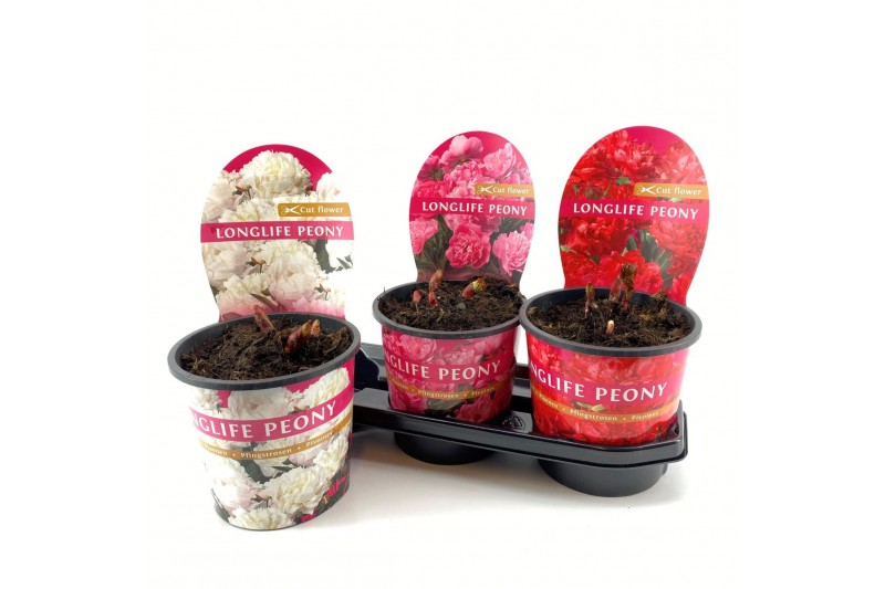 Paeonia mix Paeonia 19CM Mix Longlife 