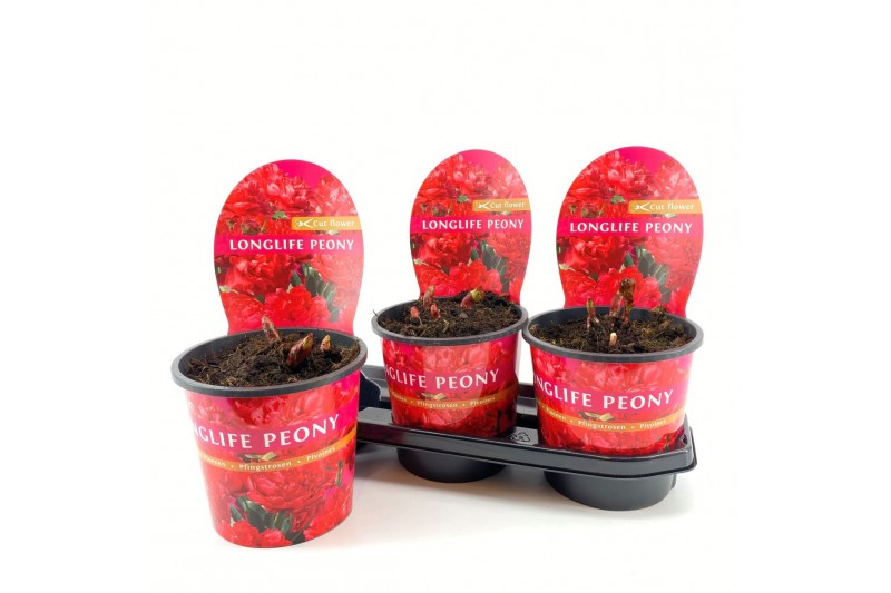 Paeonia Paeonia 19CM Rood Longlife 