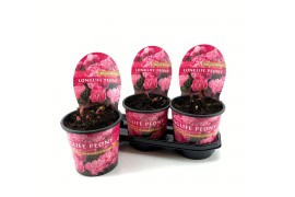 Paeonia Paeonia 19CM Roze Longlife