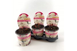 Paeonia Paeonia 19CM Wit Longlife