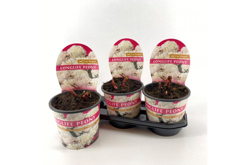 Paeonia Paeonia 19CM Wit Longlife 