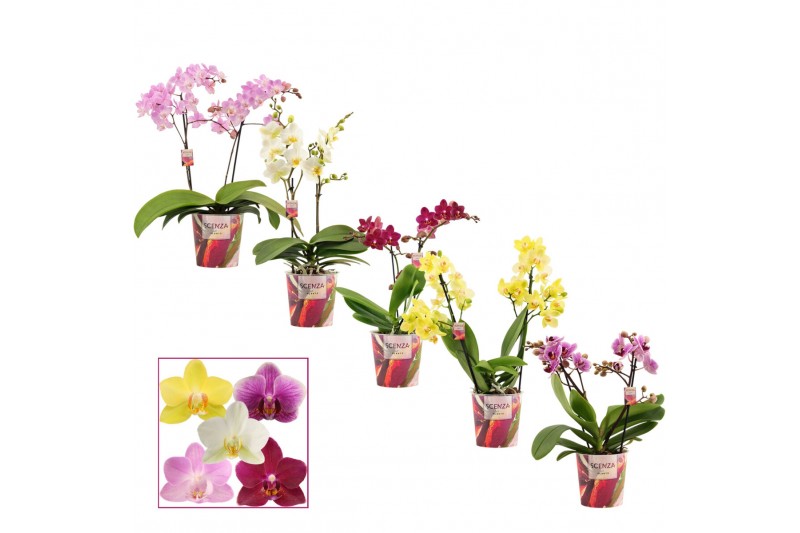 Phalaenopsis multiflora mix Phalaenopsis multiflora 2 tak mix (Scenza) 