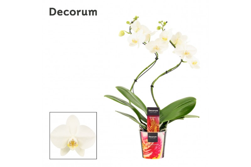 Phalaenopsis tropic snowball Phalaenopsis hurricane wit (Decorum)14 bl 