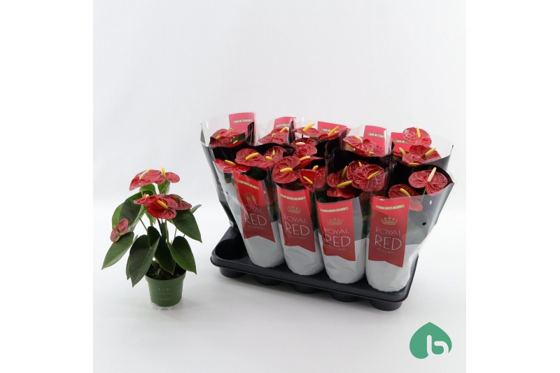 Anthurium andr. madural red royal 