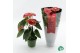 Anthurium andr. madural red royal 