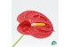 Anthurium andr. madural red royal 