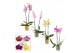 Phalaenopsis mix Phalaenopsis 2 tak 14+ mix in Gabriël (Deco-collectio 