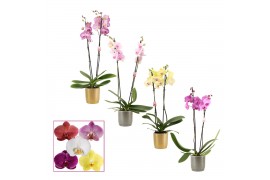 Phalaenopsis mix Phalaenopsis 2 tak 14+ mix in Gabriël (Deco-collectio