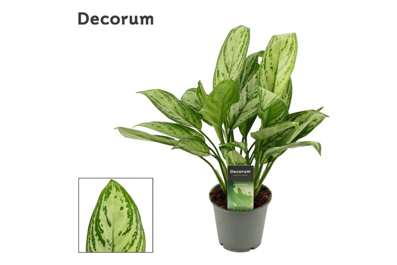 Aglaonema maria christina Aglaonema Christina 12 cm (Decorum) 3 pp 