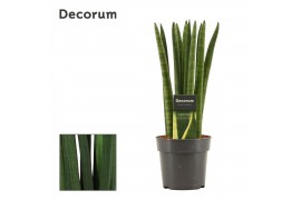 Sansevieria cylindrica Straight 12cm Decorum