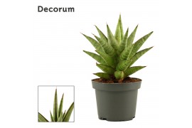Sansevieria Jewel crown 9cm Decorum
