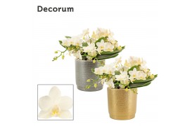 Phalaenopsis Anthura  Nazare Phalaenopsis Table Whitney 4+ tak in Gabr