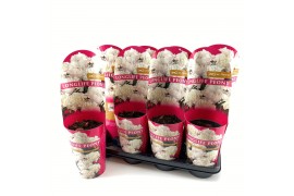 Paeonia Paeonia 14 CM C2 Wit Longlife