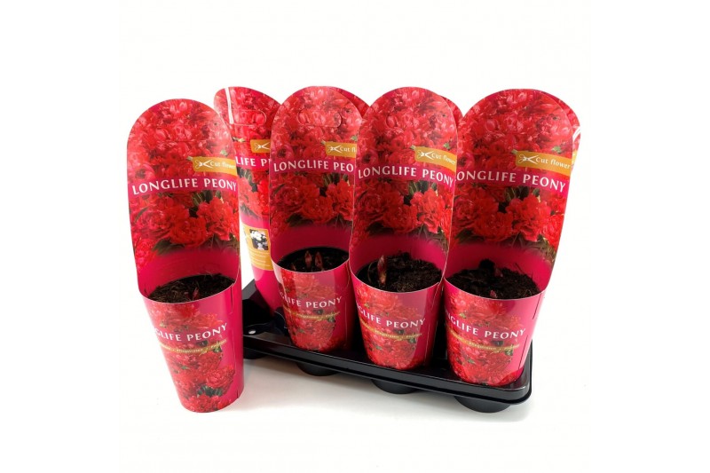Paeonia Paeonia 14CM C2 Rood Longlife 