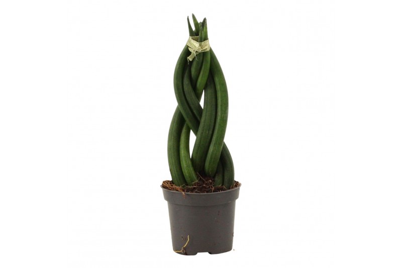 Sansevieria cylindrica Sansevieria Cylindrica 6 cm Braid 