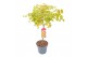 Acer palmatum Acer palm. Moonrise140 cm cm stam 